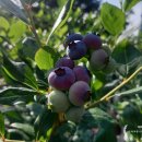 잘크는농장 이미지