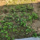 풍년농약사 | 집에서 즐기는 소소한 취미 베란다 텃밭 만들기 / 고추 모종 / 가지 모종 / 로메인 상추 / 토마토...