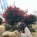 용두목장 이미지