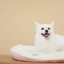 24시센트럴동물메디컬센터 이미지