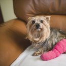 청사동물메디컬센타 이미지