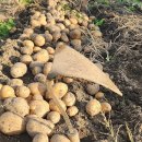 장금이네 이미지