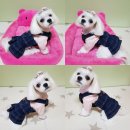 페시얌