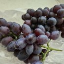 주현농장 이미지