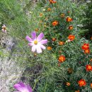 시냇물과 눈꽃세상 이미지