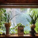 농부와바다 | 울산 울주 서생면 방갈로 개별룸 물회 맛집 농부의바다(내돈내산 맛집)