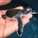 turtle (터들, 거북, 자라, (느려서) 더딜) 의 어원 이미지