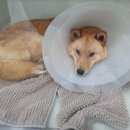 도진농장 이미지