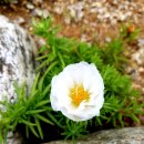 신, 인간 그리고 민족, 김동리 이미지