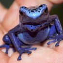 쥐 2만마리 몰살 가능..맹독 파란 개구리 이미지