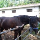 가가홀스 이미지