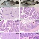 scale drop disease virus(SDDV)복강 주사 인위감염 큰입선농어 이미지