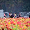 일상에 지친 그대, 평창 백일홍축제로 오라 이미지