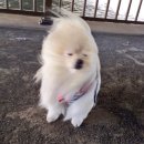 로사펜션