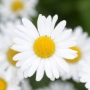 들국화 카카오 검색결과