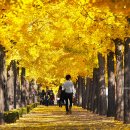 은행나무길 이미지