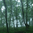 대관령마루길 이미지