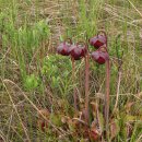 항아리풀 [Pitcher plant, 사라세니아 푸르푸레아] 이미지