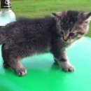 고냥이