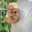 꽃강아지 이미지