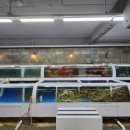 명성게찜 이미지