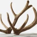 장수녹용 이미지