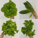 그린어스 | 내돈내산 그린어스샐러드 후기ㅣ친환경 무농약 유러피안 배송 샐러드 추천🥬