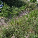 사랑채펜션 이미지