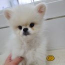 동그란 멍멍이 이미지