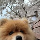 호원고기사랑