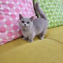 일산고양이분양&미용 반하나캣 이미지