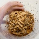 애니멀리움 이미지