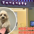 강아지유치원왕왕 이미지