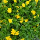 바우바우 이미지