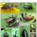 소백산 다리안 계곡의 야생화, 버섯, 곤충들,, 이미지