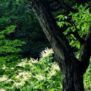 양양명주사부도군 이미지