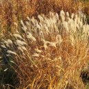 화서공원 이미지