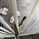 고양이무마취미용 고무미 이미지