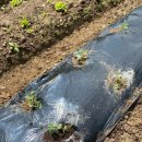 마산농장 이미지