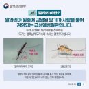 말라리아 모기 특징 무소음 이미지