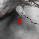 대롱대롱 이미지