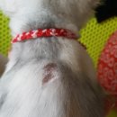 다사종합동물병원 이미지