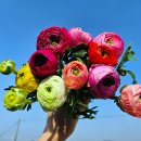 혜자농장 | 내돈내산, 온라인 꽃 주문 추천! 가성비 혜자 필랑말랑 농장 직배송 후기(라넌큘러스,버터플라이)