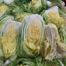 해남 꼬마절임배추11.12일발송분 필요하셔요 이미지