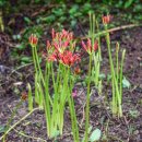 개랑 나들이 이미지