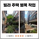 주식회사 큰나무약품 | 천안 벌목 작업 빌라 주택 건물 화단 나무 전지 제거