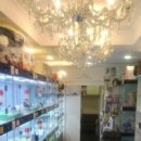 강남고양이 분양 히어로펫 이미지