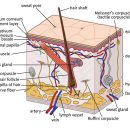 (유)메디컬준 | 목동인모드 리프팅 효과 찾아본다면? 논문 객관적인 자료로 알려드립니다