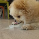 댕이멍이 이미지