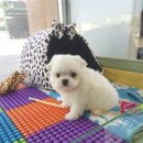 블루독 애견샵 이미지